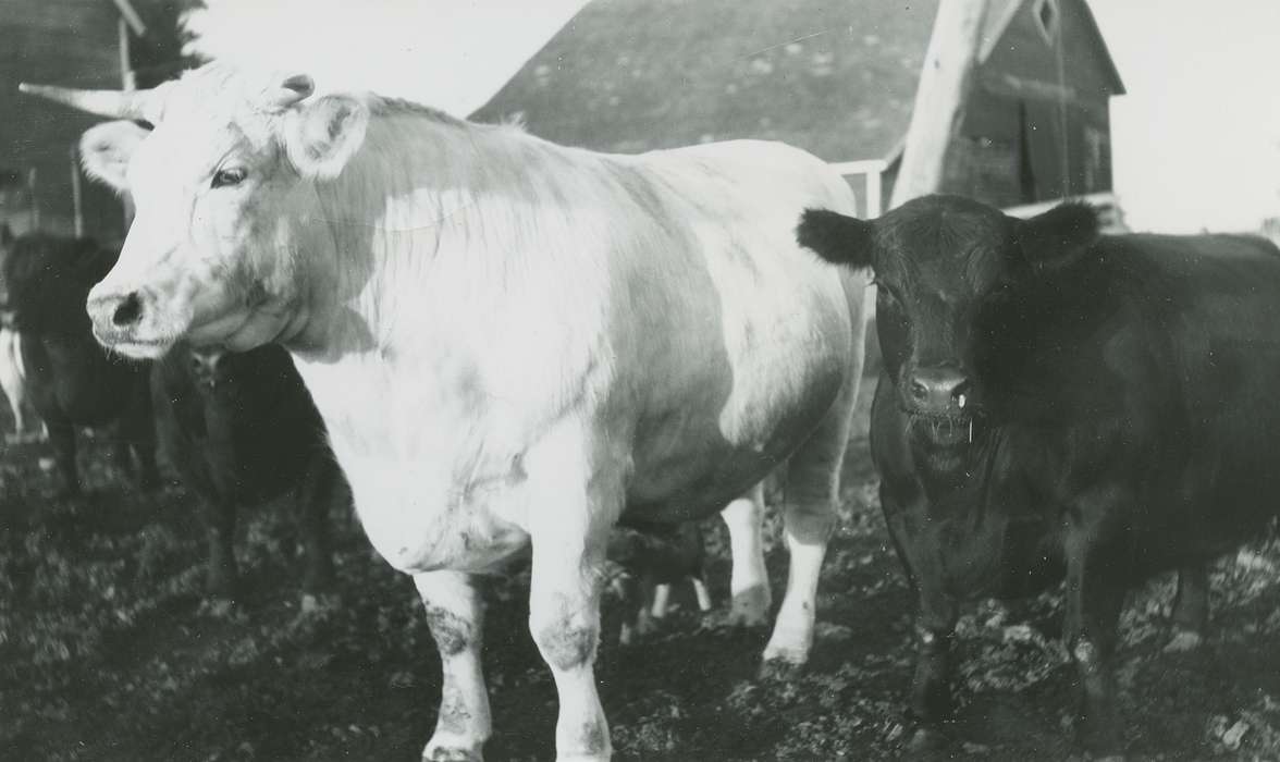 Parkersburg, IA, Iowa, Animals, steer, Farms, history of Iowa, bull, Iowa History, DeGroot, Kathleen