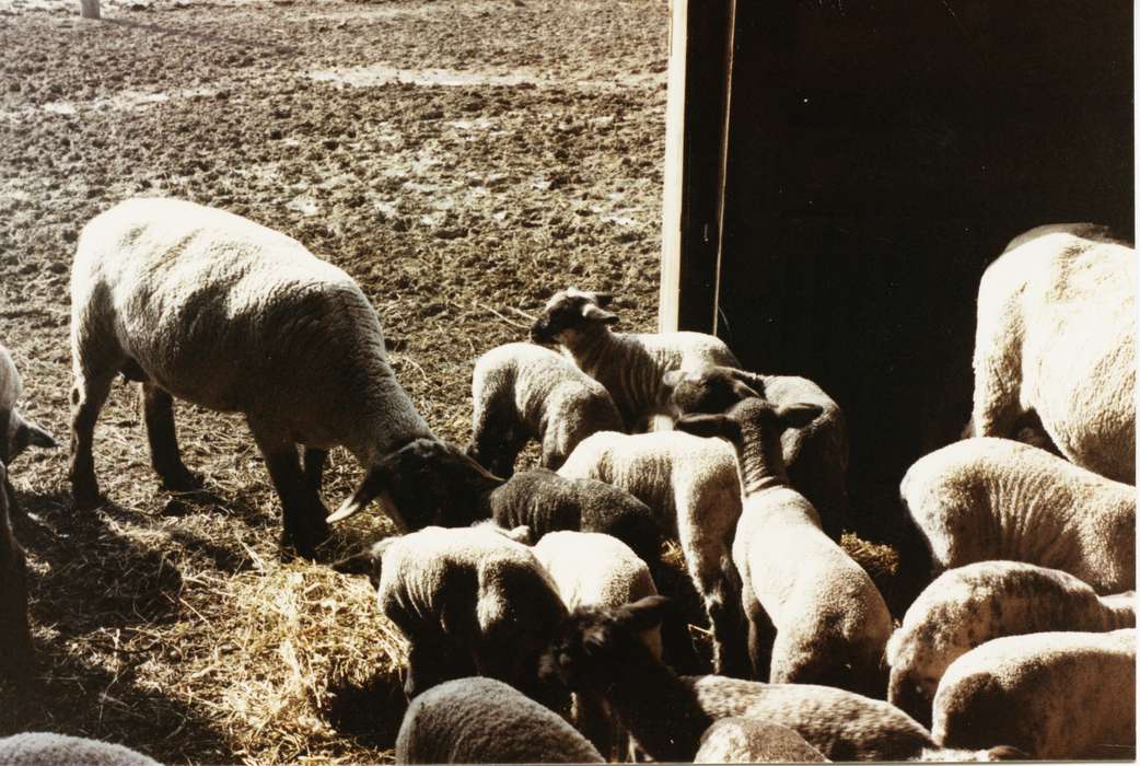 Animals, Iowa History, sheep, lamb, Iowa, Glidden, IA, Farms, Heuton, Paul H., Barns, history of Iowa