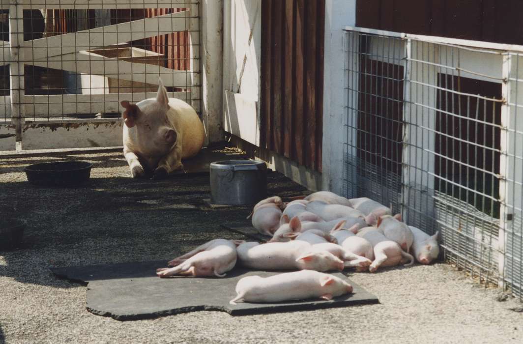 piglet, Palmer, IA, history of Iowa, Aden, Marilyn, Iowa History, pig, Animals, hog, Iowa, Farms