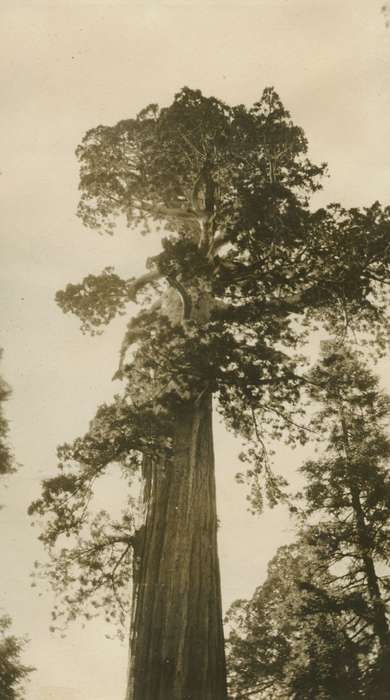 Iowa History, tree, Iowa, McMurray, Doug, Travel, history of Iowa, redwood, Redwood National Park, CA, Landscapes