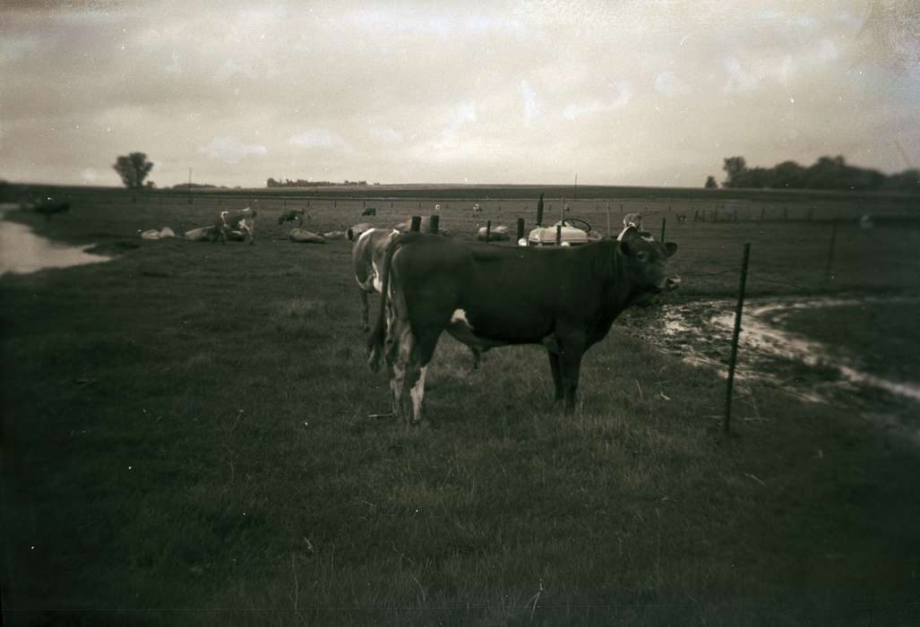 cow, DeGroot, Kathleen, history of Iowa, Clarksville, IA, Farms, bull, Animals, Iowa, Iowa History