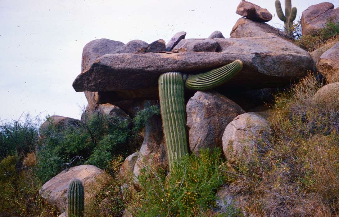 cactus, Harken, Nichole, Iowa History, Iowa, history of Iowa, desert, rock, Landscapes, Travel