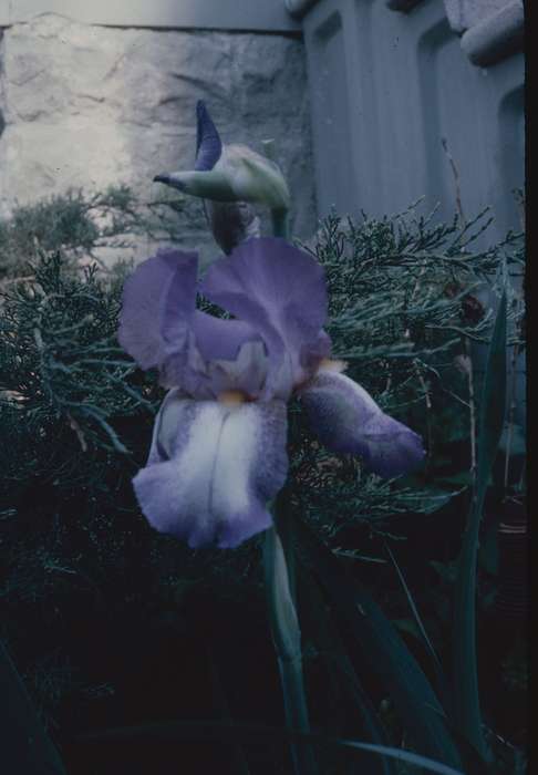 history of Iowa, Iowa, IA, Landscapes, Zischke, Ward, Iowa History, flower