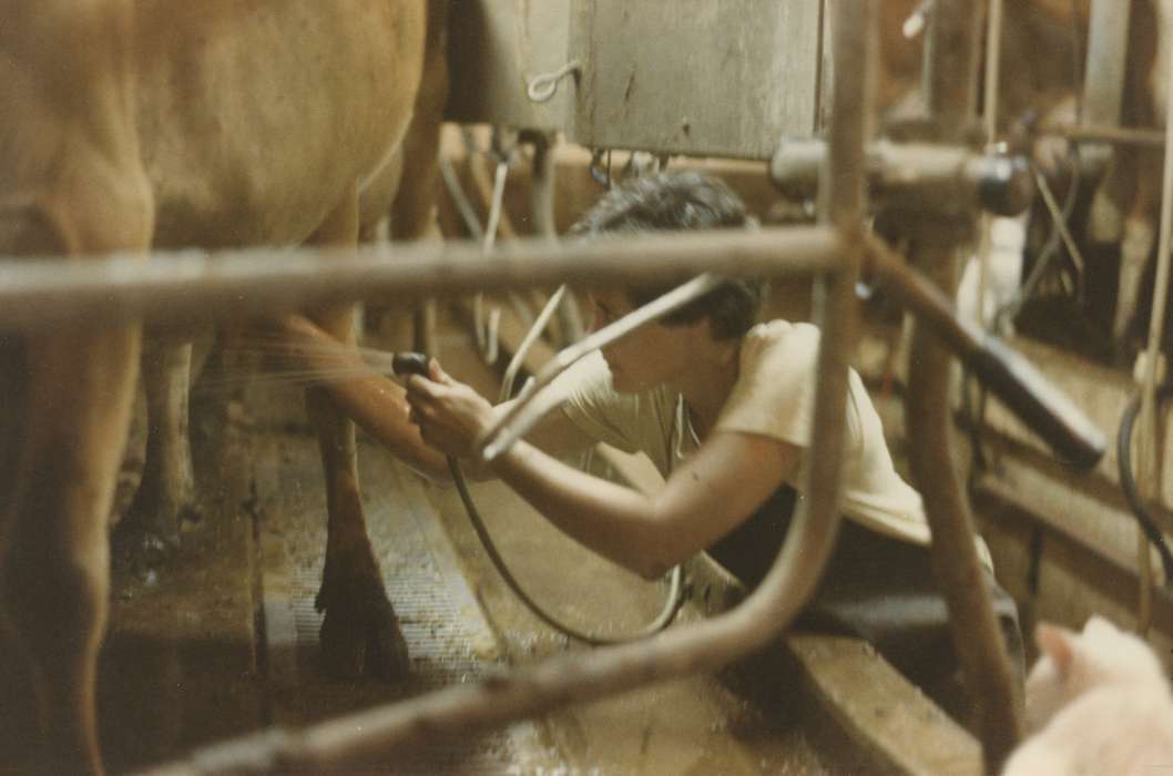 Farming Equipment, history of Iowa, Iowa History, Barns, Businesses and Factories, Animals, dairy, milking, Albion, IA, Siebring, Kathy, Iowa, cow, Farms, Labor and Occupations