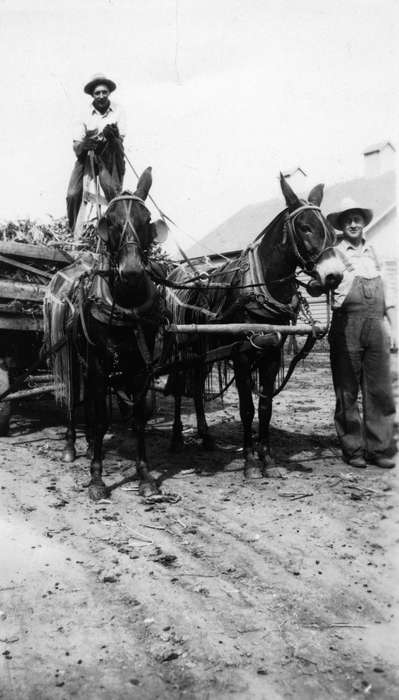 Portraits - Group, mule, Iowa, Walker, Erik, Animals, horse, Cedar Falls, IA, Farms, history of Iowa, Iowa History, wagon