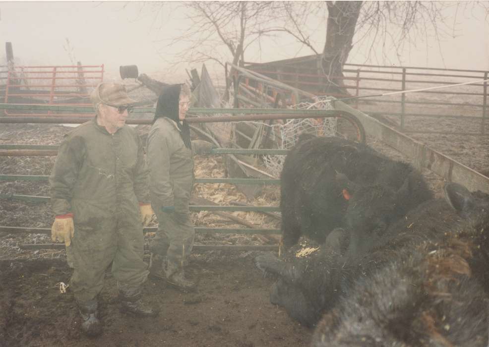 cattle, history of Iowa, cows, farmer, Farms, Lokmer, Trish, Animals, Iowa, Solon, IA, Iowa History