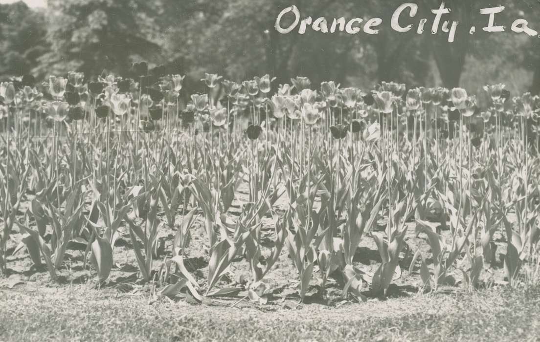 tulips, Iowa History, flowers, Iowa, history of Iowa, Palczewski, Catherine, Landscapes, Orange City, IA