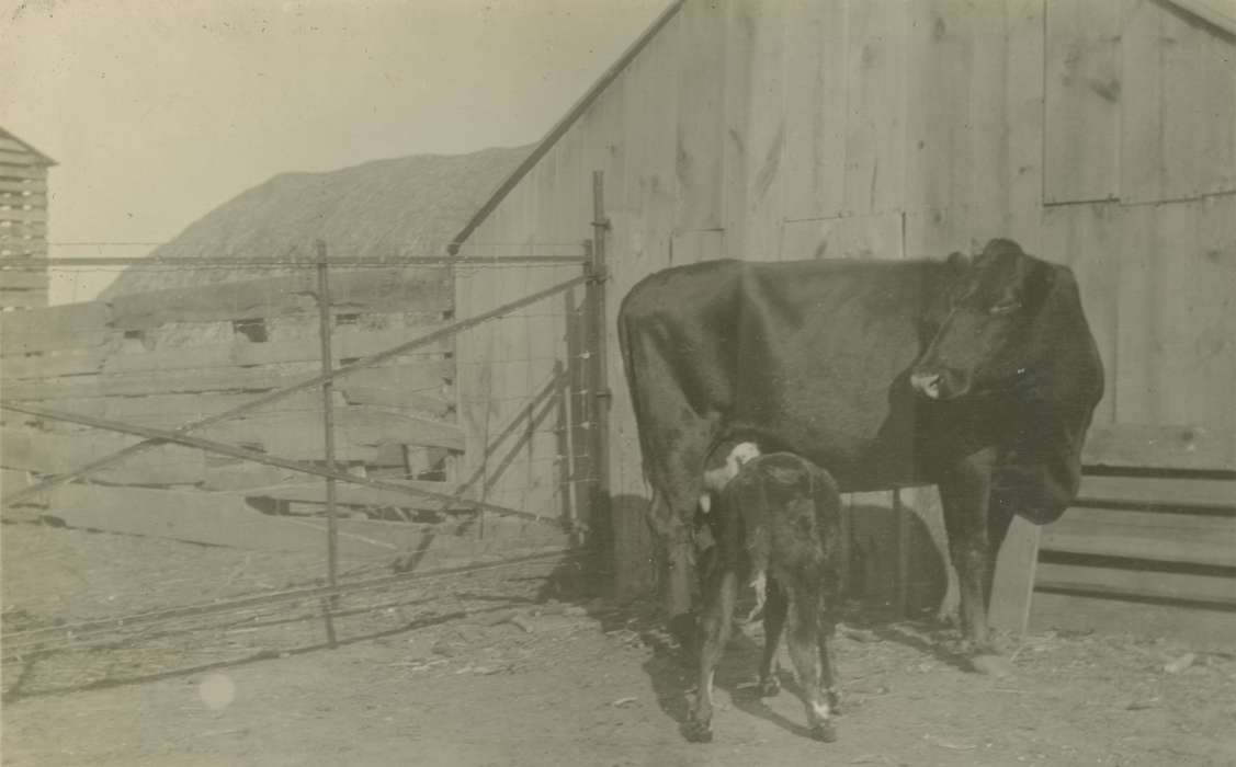 Macey, IA, cow, history of Iowa, Mortenson, Jill, Farms, Barns, Animals, Iowa, Iowa History