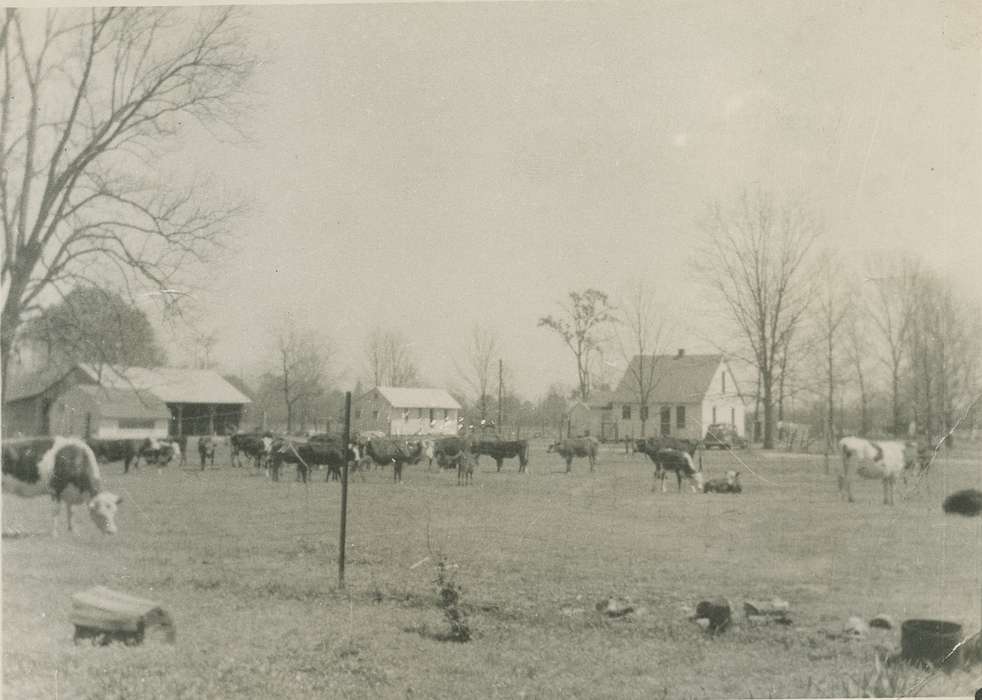 cows, Iowa, Animals, Plainfield, IA, Marks, Wanda, Farms, history of Iowa, cow, Iowa History