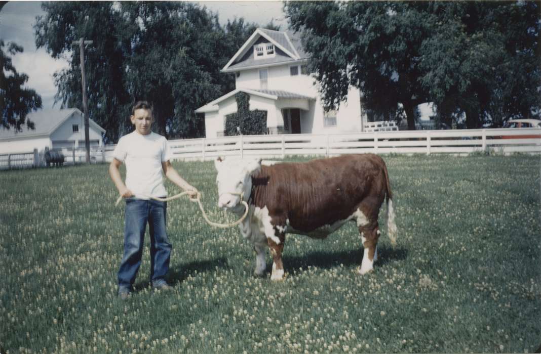 bull, Iowa History, Iowa, Farms, history of Iowa, Portraits - Individual, Animals, clover, Riverside, IA, Hospodarsky, Todd