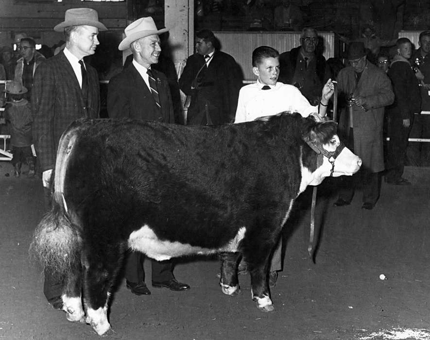 Cedar Falls, IA, history of Iowa, Iowa History, showing, suits, Animals, Buch, Kaye, bull, Fairs and Festivals, hats, Iowa, harness, boy, cow