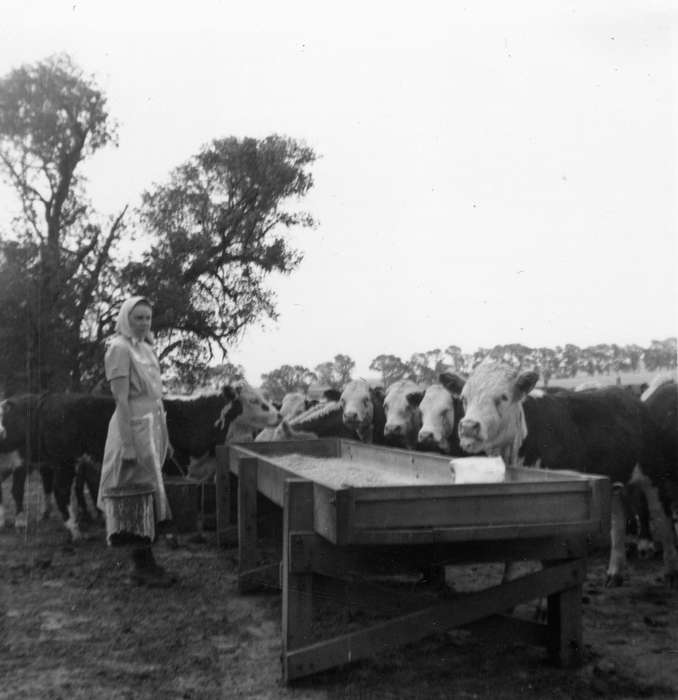 cows, pail, Iowa, Walker, Erik, Animals, bucket, history of Iowa, Portraits - Individual, Cedar Falls, IA, Farms, scarf, trough, Iowa History, Labor and Occupations