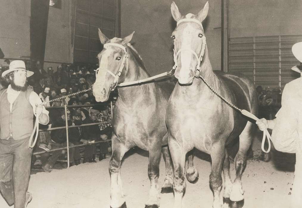 amish, history of Iowa, Iowa History, beard, Businesses and Factories, Animals, crowd, outfit, Waverly, IA, Iowa, leash, people, horse, horse sale, Waverly Public Library
