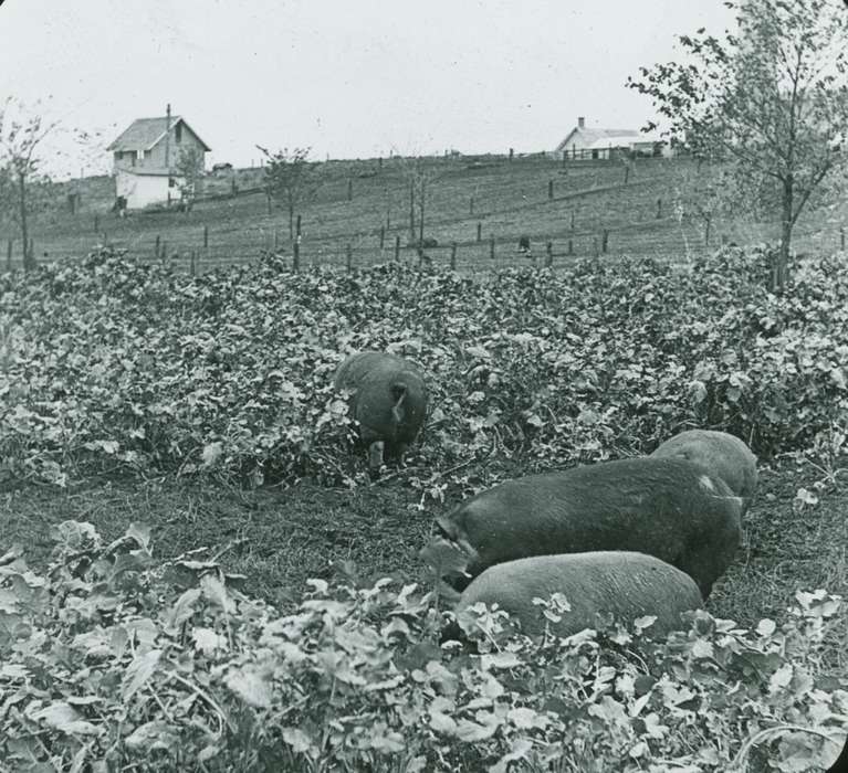 history of Iowa, Iowa History, Ames, IA, pigs, Animals, field, Fabos, Bettina, hog, Iowa, Farms