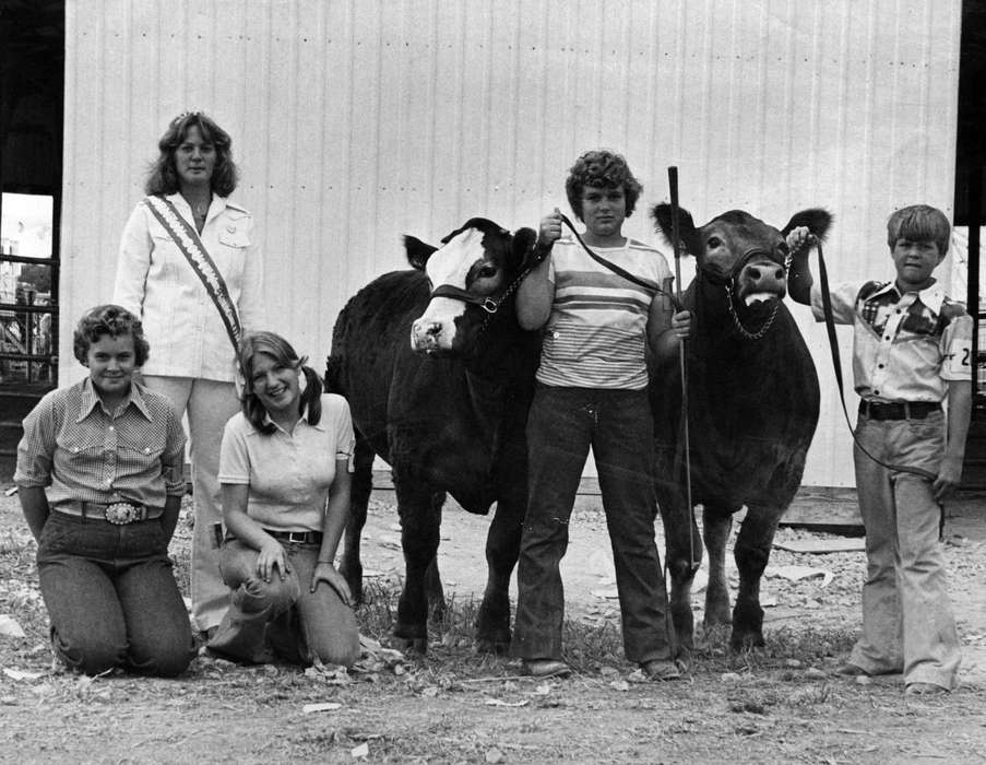 simmental, Iowa, cattle, Animals, Fairs and Festivals, Children, Cedar Falls, IA, history of Iowa, Buch, Kaye, county fair, bull, Iowa History