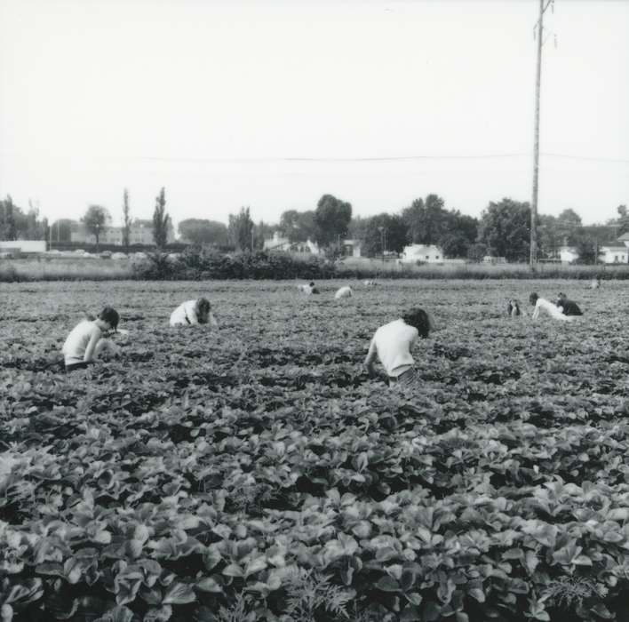 women, history of Iowa, strawberry farm, Farms, Iowa, Waverly Public Library, harvesting, Iowa History