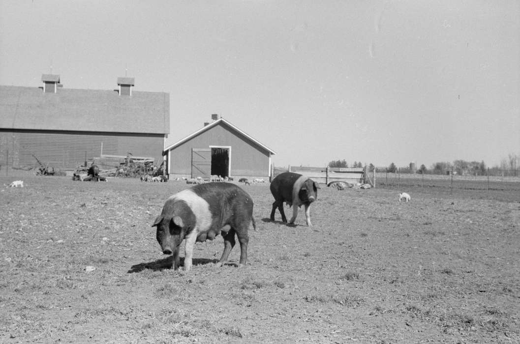 history of Iowa, Iowa History, Library of Congress, Barns, Animals, pig pen, pigs, hog confinement, pig farm, Iowa, Farms, barnyard, grazing