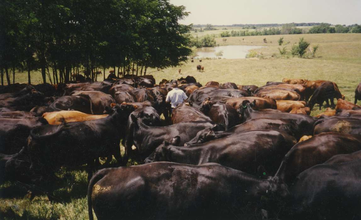 Farms, Carroll, IA, Animals, Iowa History, cattle, cows, farmer, history of Iowa, Iowa, red angus, Venner, Katelynn