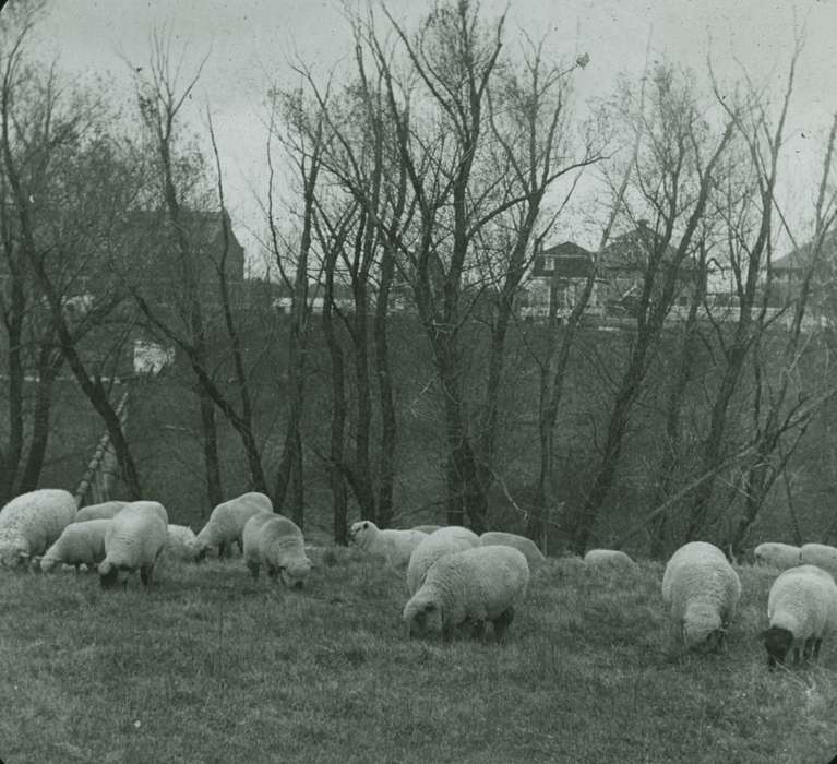 history of Iowa, Iowa History, Ames, IA, Animals, sheep, Fabos, Bettina, Iowa, tree, Farms
