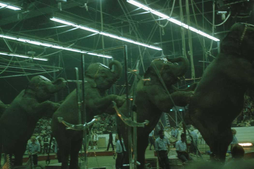 history of Iowa, Iowa History, IA, Entertainment, Animals, Iowa, Zischke, Ward, elephant, circus