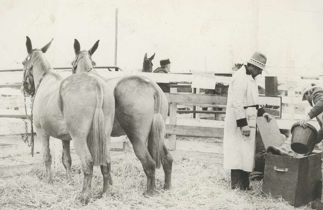 history of Iowa, Iowa History, Animals, hay, wooden fence, Waverly, IA, Iowa, correct date needed, fence, Farms, people, horse, Waverly Public Library