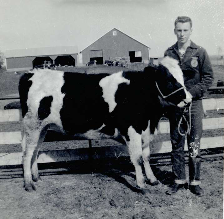 bull, Hatcher, Darlene, cattle, Iowa History, ffa, Iowa, Farms, history of Iowa, Animals, IA
