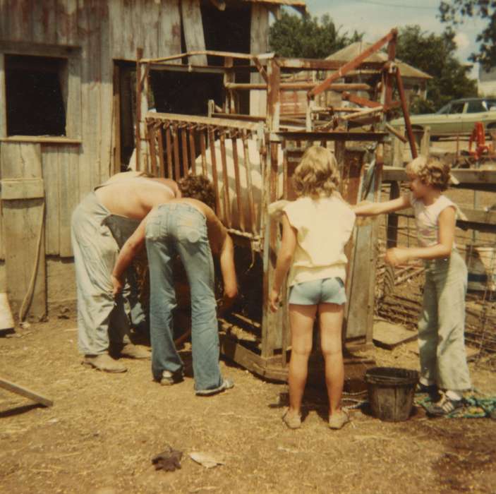 cattle, Fairs and Festivals, history of Iowa, Farms, Animals, Iowa, Gehlsen, Katie, Denison, IA, Children, Iowa History, 4-h