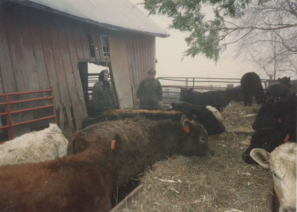 cows, Iowa, cattle, Animals, Lokmer, Trish, Solon, IA, Farms, history of Iowa, Iowa History