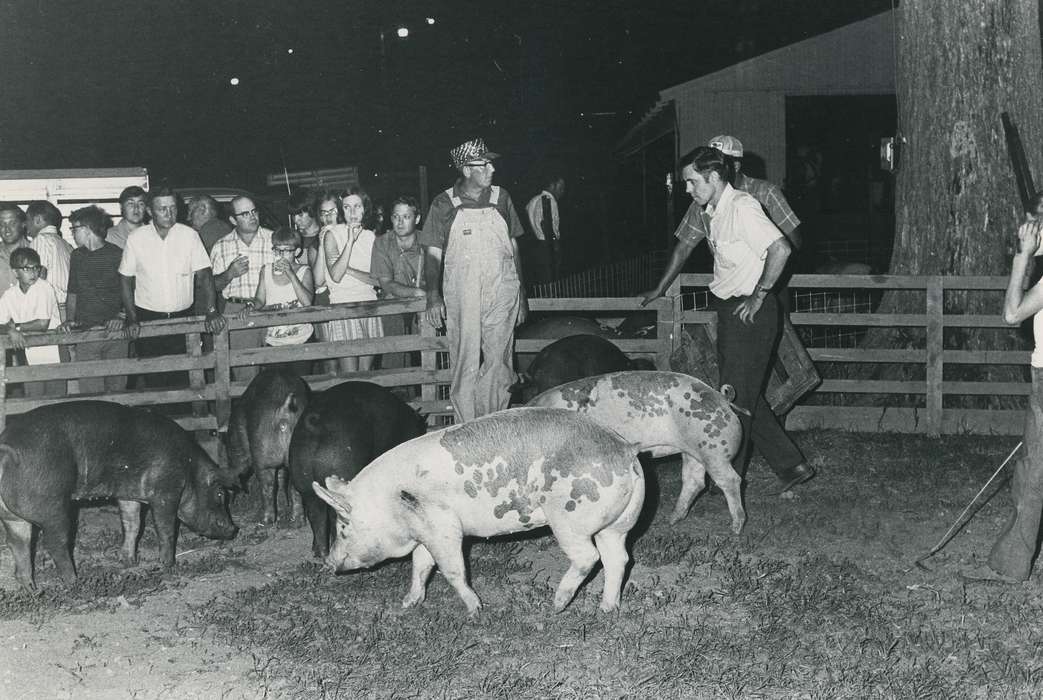 history of Iowa, Waverly Public Library, Waverly, IA, Iowa, fence, wooden fence, Iowa History, correct date needed, people, Animals, Fairs and Festivals, pig