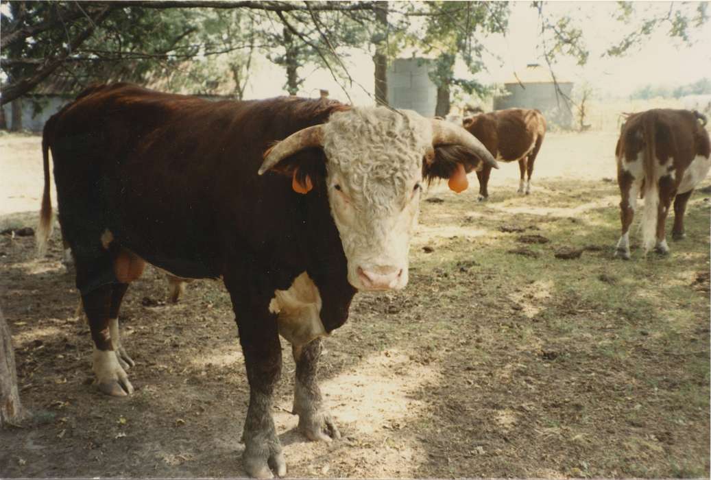 Animals, cow, Iowa History, Iowa, Hospodarsky, Todd, IA, Farms, silos, horns, history of Iowa