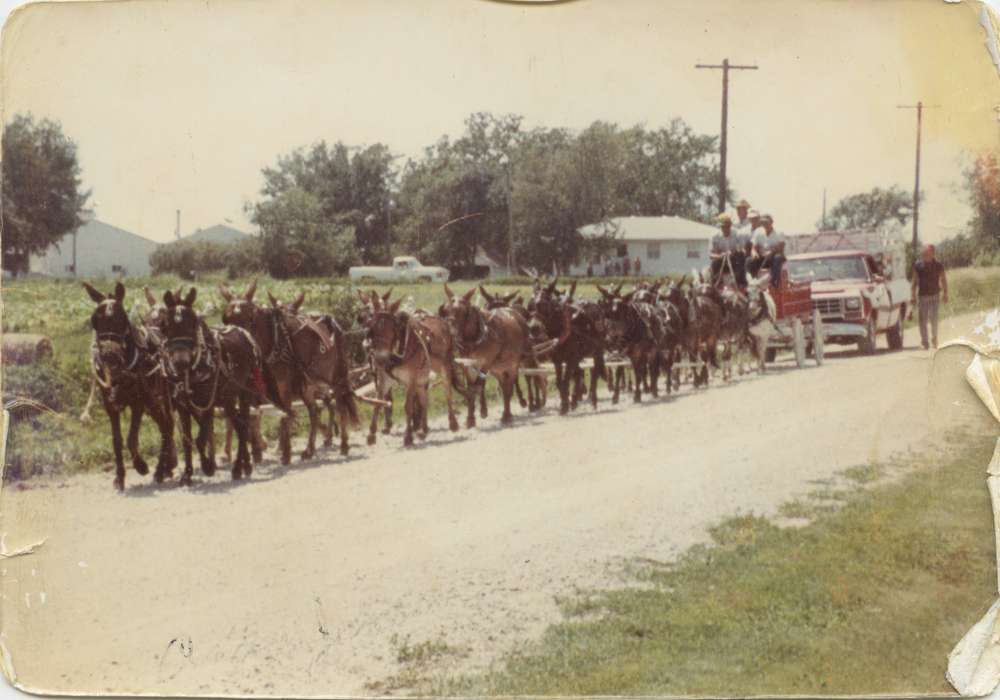 Waytenick, Dave and Karen, Dewar, IA, Animals, Iowa History, mule, Iowa, history of Iowa