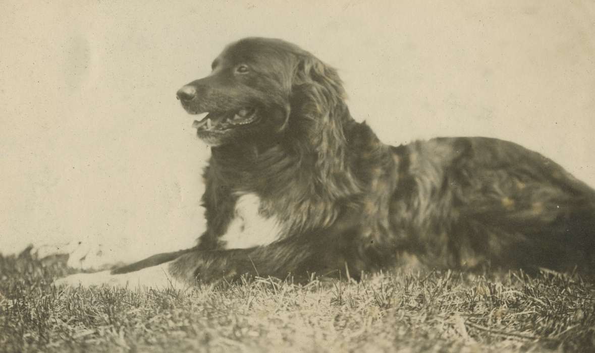 Mortenson, Jill, Iowa History, Macey, IA, Iowa, history of Iowa, Animals, dog, grass