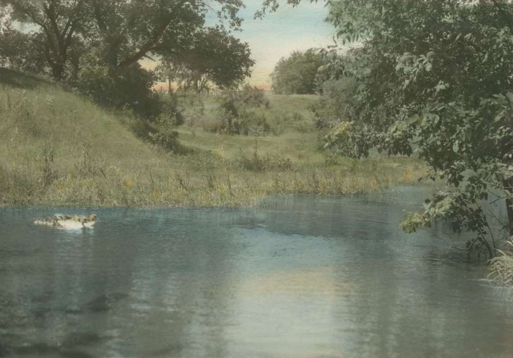 duck, Animals, Iowa History, colorized, Webster CIty, IA, Lakes, Rivers, and Streams, Iowa, McMurray, Doug, history of Iowa