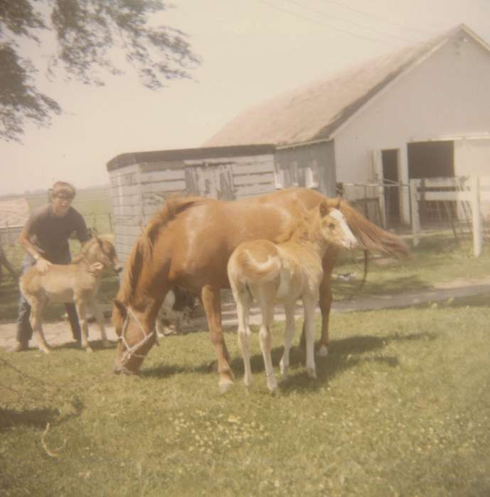 Animals, Portraits - Individual, Iowa History, Iowa, Clarion, IA, horse, Farms, Kolb, Elaine, history of Iowa