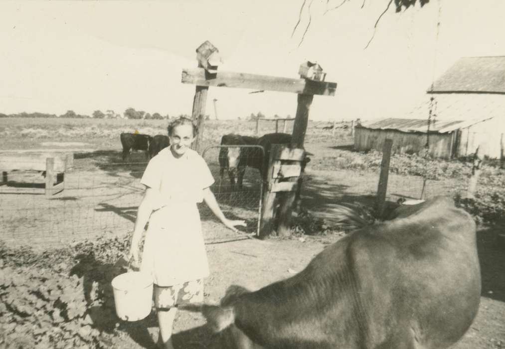 history of Iowa, Iowa History, cattle, Animals, Stater, Connie, Iowa, Cincinnati, IA, cow, Portraits - Individual