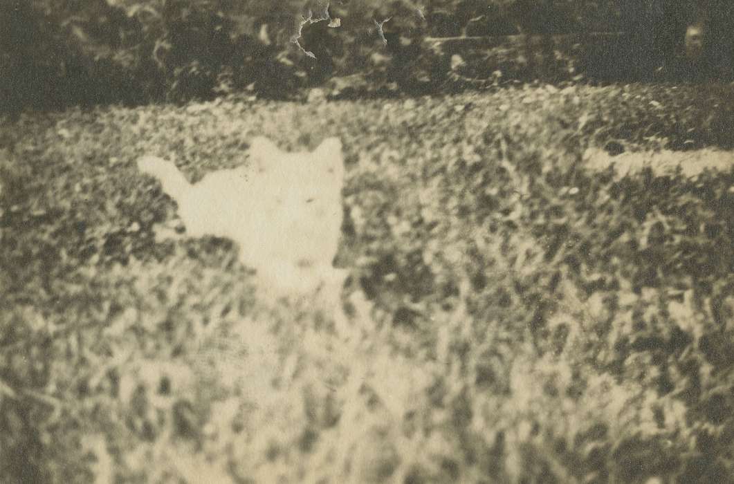 Alpha, IA, Iowa History, Iowa, history of Iowa, Animals, kitten, cat, Fink-Bowman, Janna