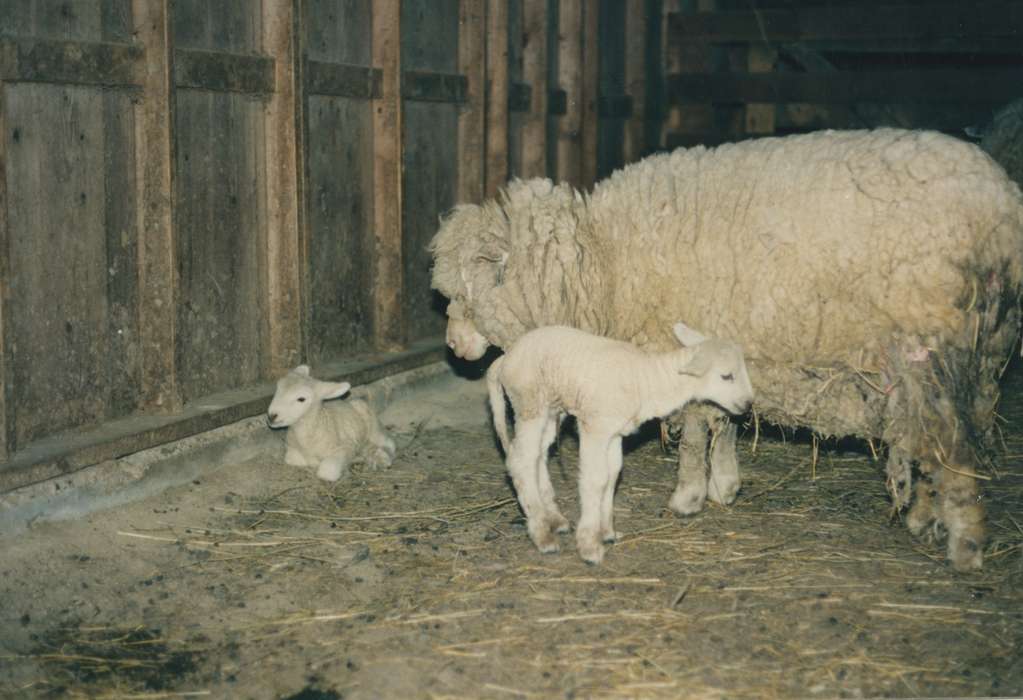 lamb, history of Iowa, Iowa History, Animals, sheep, Peru, IA, Iowa, Faris, Adam, Farms, dorset
