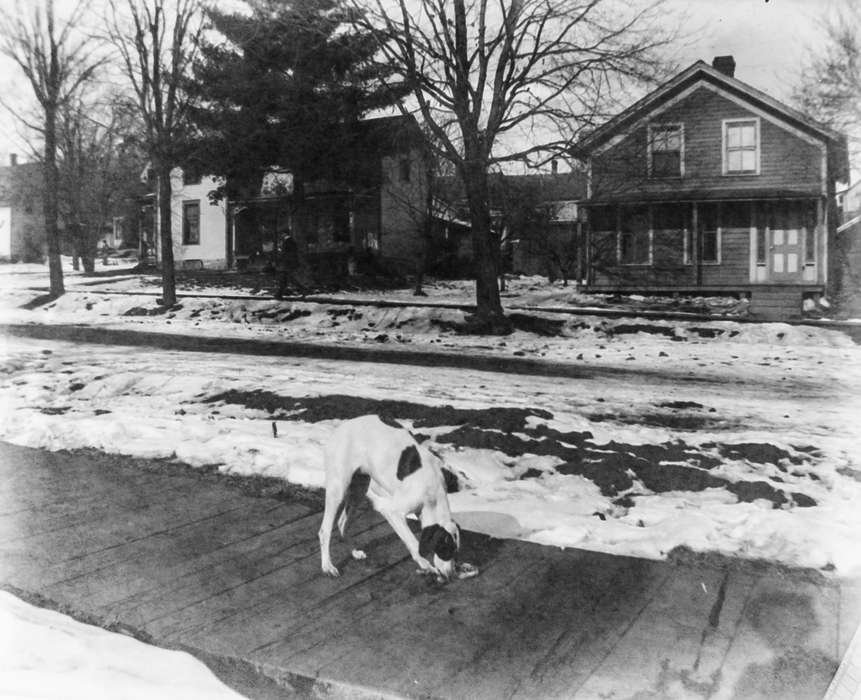 history of Iowa, Iowa History, IA, Animals, photographer's shadow, Anamosa Library & Learning Center, Iowa, correct date needed, Cities and Towns, snow, dog
