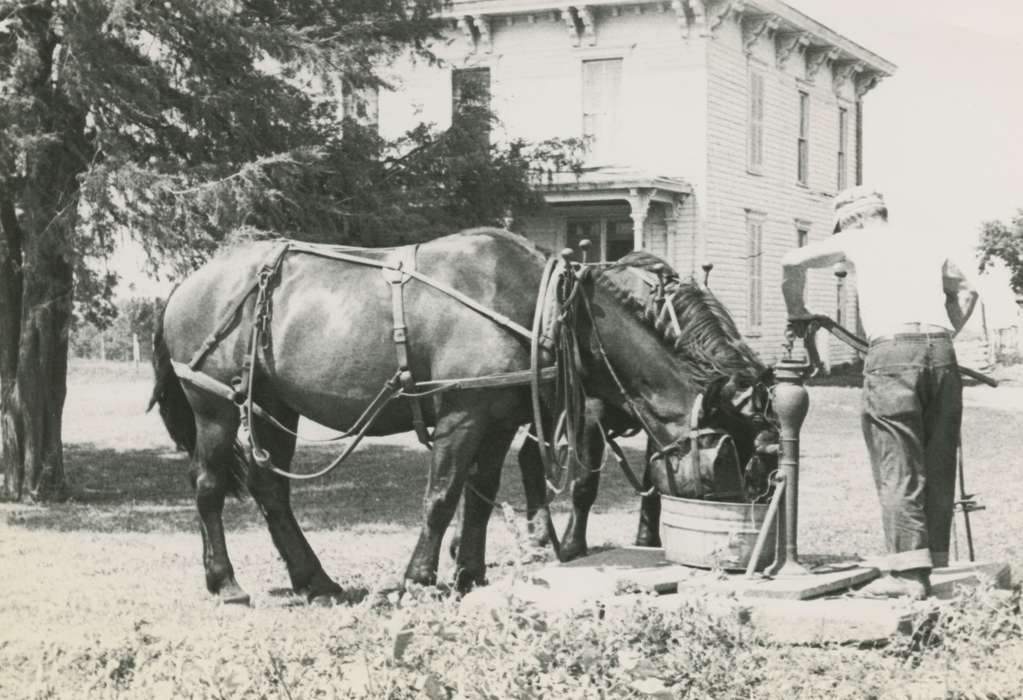 Farming Equipment, history of Iowa, Iowa History, Animals, Stater, Connie, Iowa, Cincinnati, IA, Farms, horse, pump