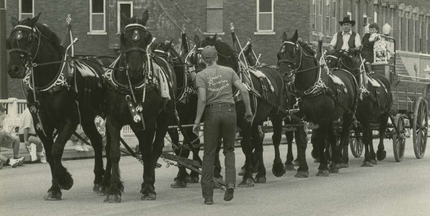 Animals, Waverly Public Library, horse drawn wagon, Waverly, IA, dog, history of Iowa, Iowa, Entertainment, Fairs and Festivals, horse, Iowa History, percheron, parade