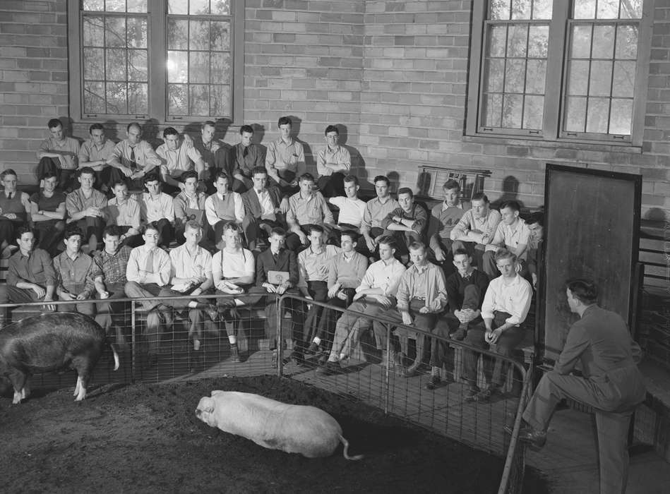 iowa state university, agriculture, young men, history of Iowa, Iowa History, Library of Congress, pig pen, Animals, pigs, classroom, Iowa, classmates, students, Schools and Education, Labor and Occupations