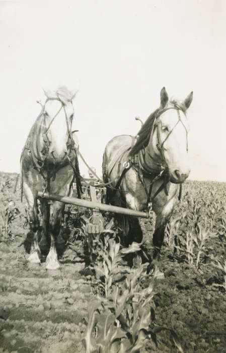 Farming Equipment, history of Iowa, Iowa History, Rear, Audrey, corn, Animals, Calmar, IA, field, plow, Iowa, Farms, horse