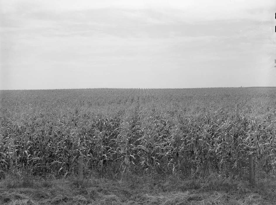 history of Iowa, Iowa History, Library of Congress, woven wire fence, Iowa, Landscapes, barbed wire fence, Farms, cornfield