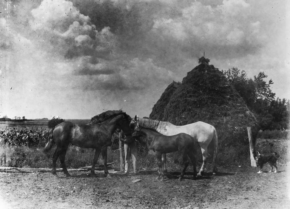 correct date needed, IA, Iowa, Animals, horse, horses, Farms, Anamosa Library & Learning Center, history of Iowa, Iowa History