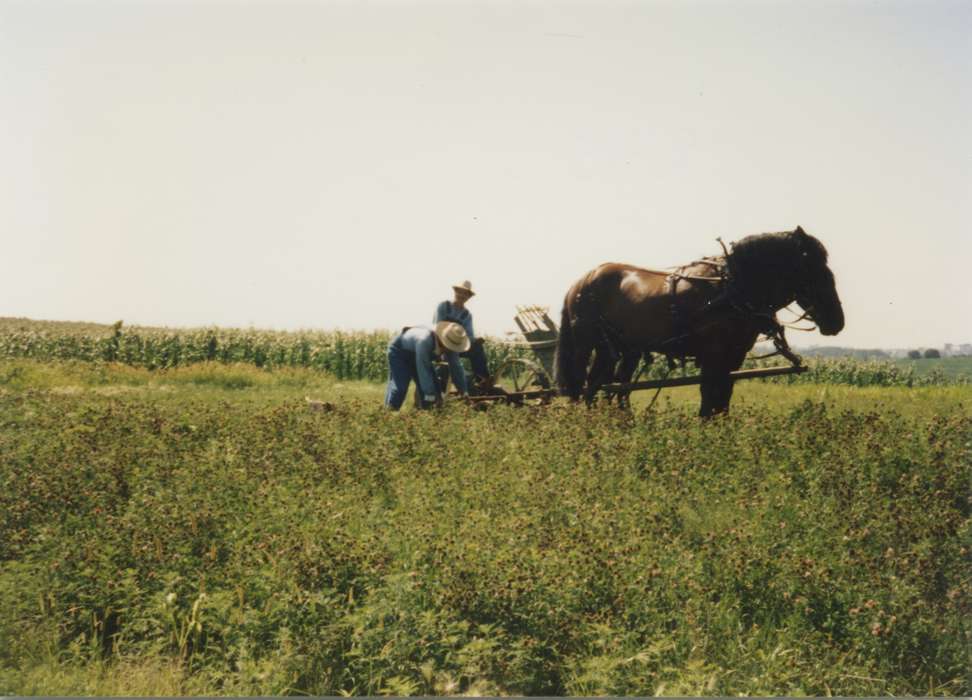 Meyer, Susie, history of Iowa, Iowa History, Animals, Urbandale, IA, field, plow, Iowa, Farms, horse, hat, Labor and Occupations