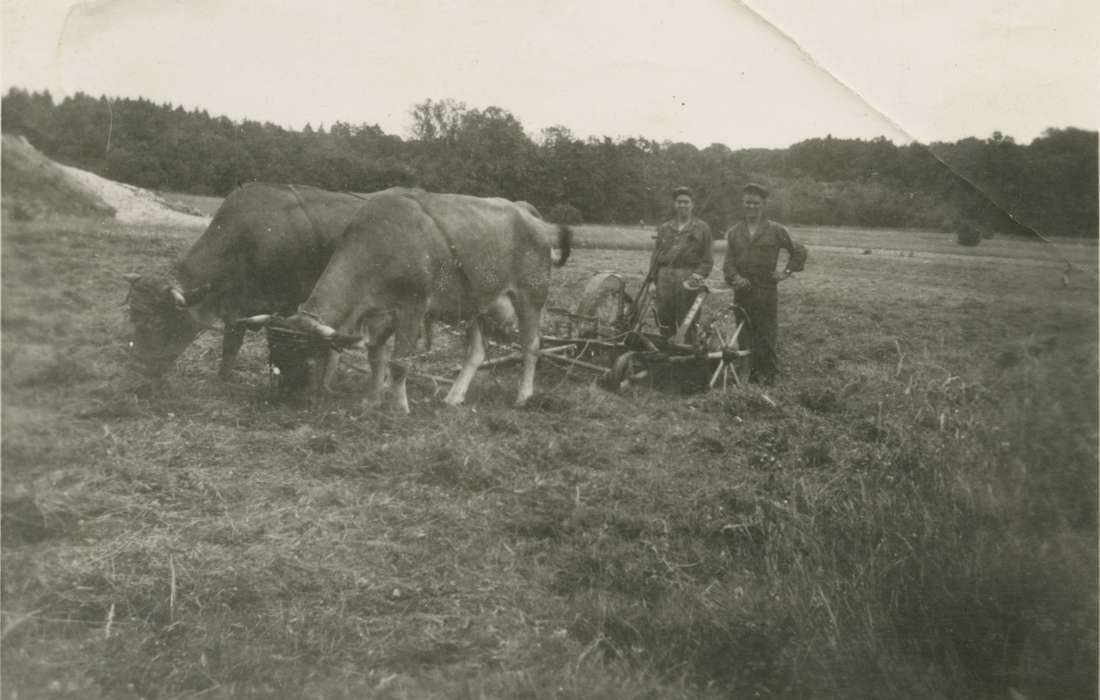 cow, history of Iowa, Smith, Diane, Farms, Animals, Iowa, Germany, plow, Iowa History, Farming Equipment