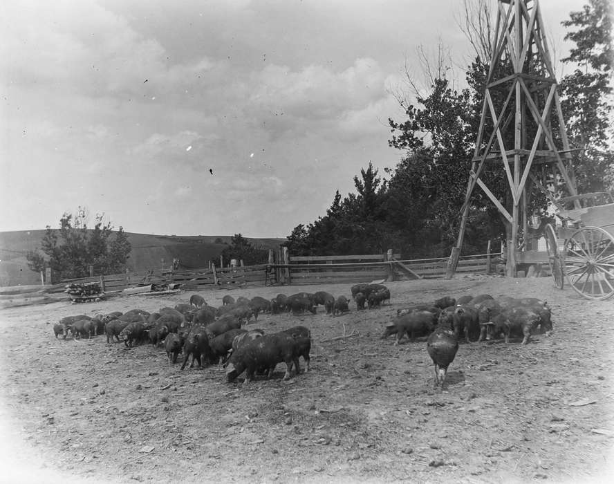 history of Iowa, Iowa History, IA, pig, Animals, Anamosa Library & Learning Center, hog, Iowa, Farms
