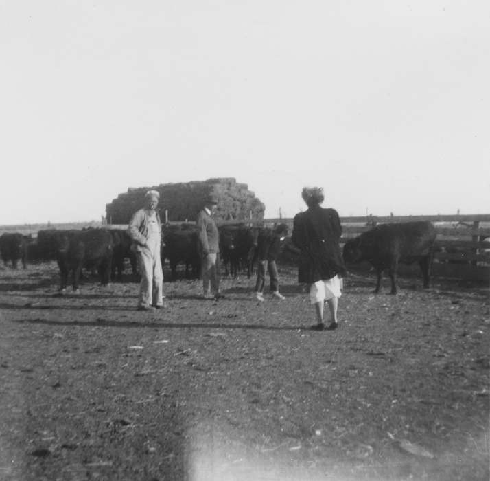 hay, cattle, IA, history of Iowa, cows, Farms, Douglas, Kathryn, Animals, Iowa, Iowa History