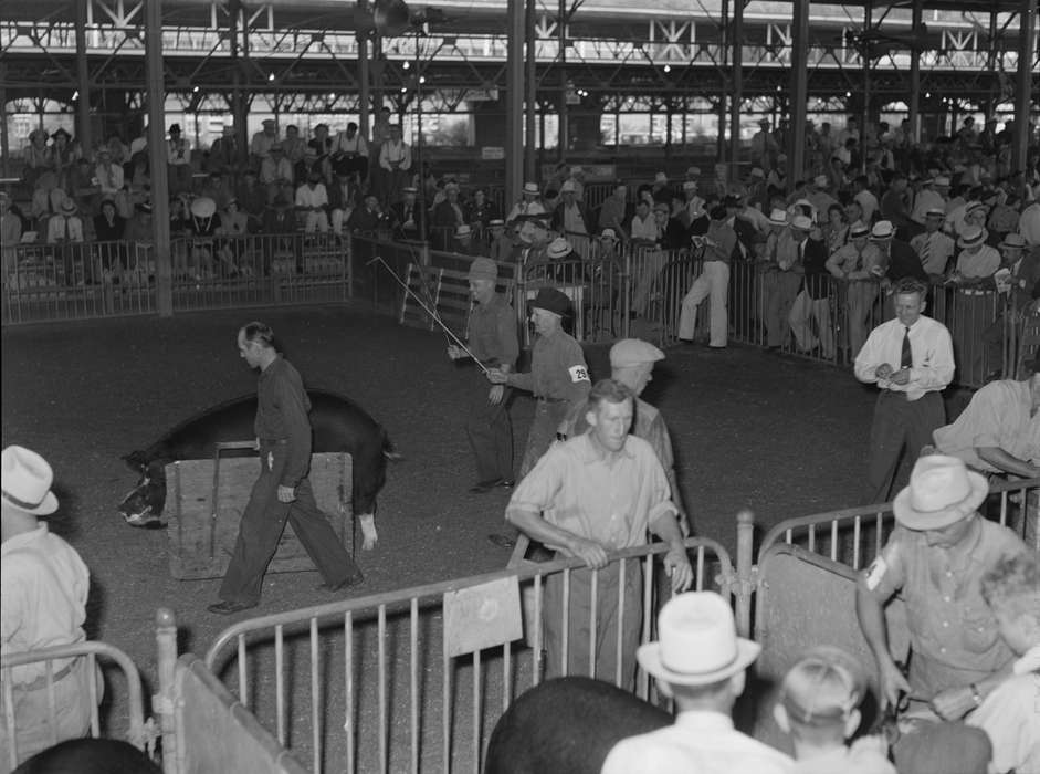 history of Iowa, Iowa History, county fair, Library of Congress, pigs, Barns, Animals, Fairs and Festivals, Iowa