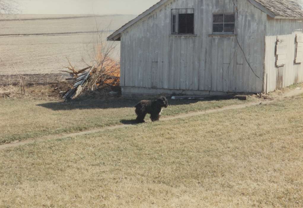 history of Iowa, Iowa History, Barns, Animals, Powers, Janice, Central City, IA, Iowa, dog